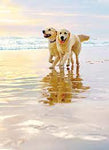 Dogs on Beach Anniversary Card