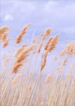 Wheat Field Sympathy Card