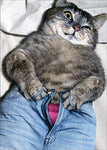 Cat Buttoning Jeans Funny Card