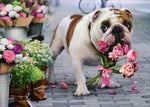 Dog with Bouquet Get Well Card
