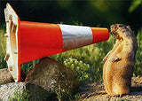 Groundhog with Cone Congrats Card