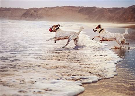Dogs in Surf Romantic Card