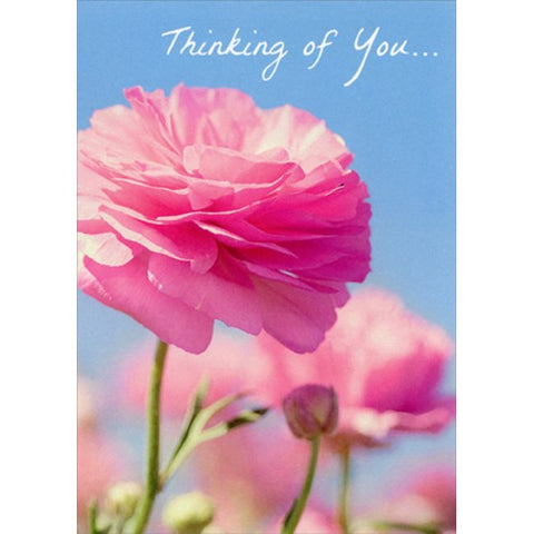 Pink Ranunculus Sympathy Card