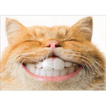 Cat Smile Sympathy Card