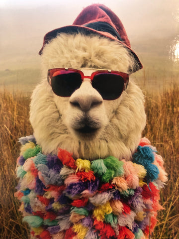Alpaca Fedora Dude Birthday Card